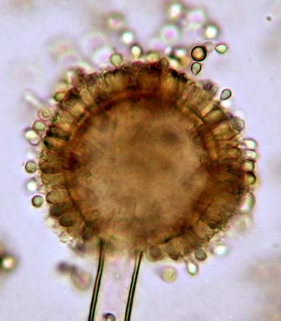 Mitosporic Fungi - Aspergillus sp