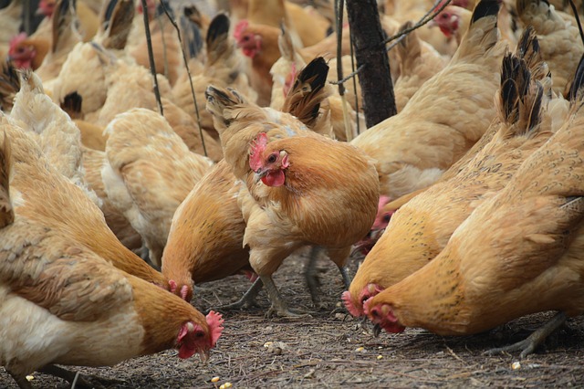 Budidaya Ayam Petelur Buat Pemula Agar Cepat Sukses Investasi Untung