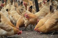  Usaha budidaya ayam petelur merupakan salah satu jenis perjuangan yang sanggup kita jumpai di be Budidaya Ayam Petelur Buat Pemula supaya Cepat Sukses