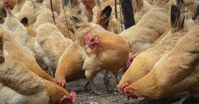 Budidaya Ayam Petelur Buat Pemula agar Cepat Sukses - Investasi Untung