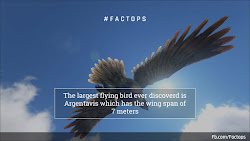 bird ever flying largest discovered