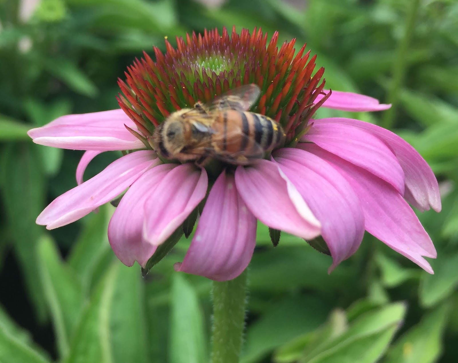 Something New In The Sun Garden Cosmos HYACINTHS FOR THE SOUL