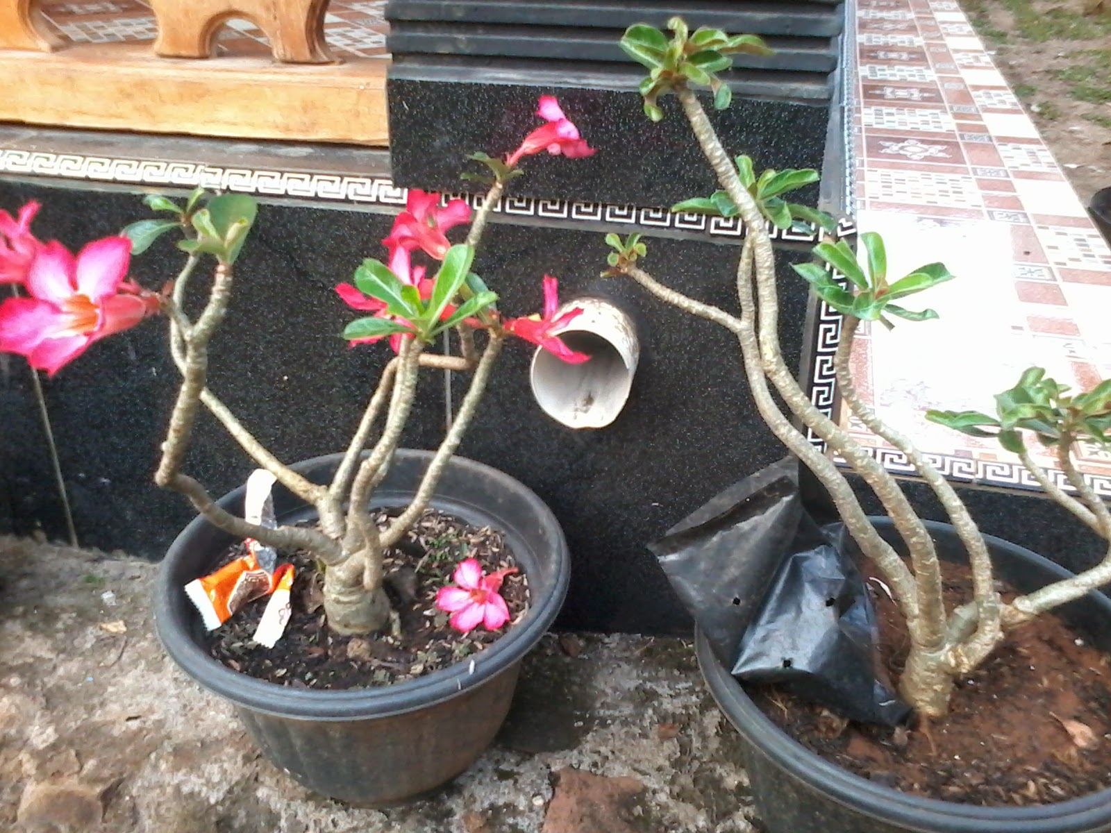 Bunga Adenium / Kamboja Jepang ~ Arya Flower