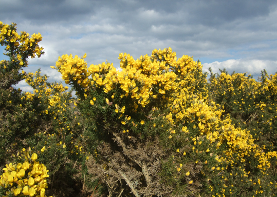 Gorse Is Out Of Bloom When Kissing S Out Of Fashion Gorse Is Out Of Bloom When Kissing S Out Of Fashion