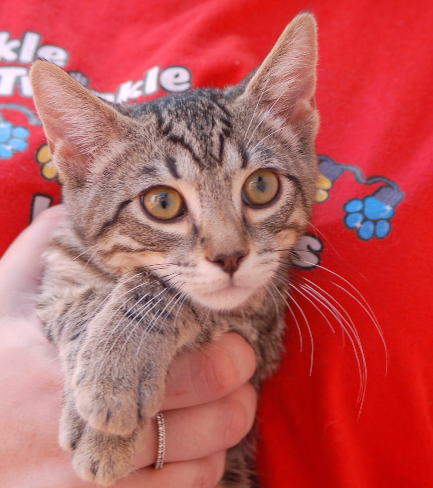 Sweetheart kittens ready for adoption!