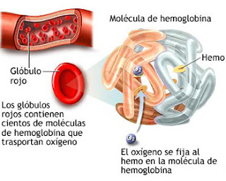 Anemia fenorropénica