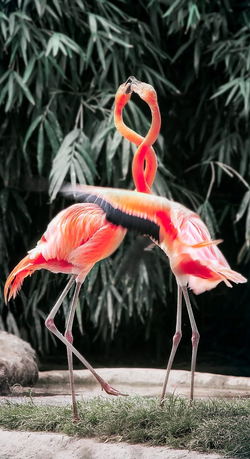 Amazing flamingo capture.