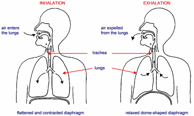 Yoga Therapy: RESPIRATORY SYSTEM
