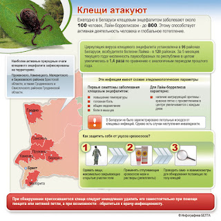 Инфографика о клещах из Беларуси. Клещи атакуют.