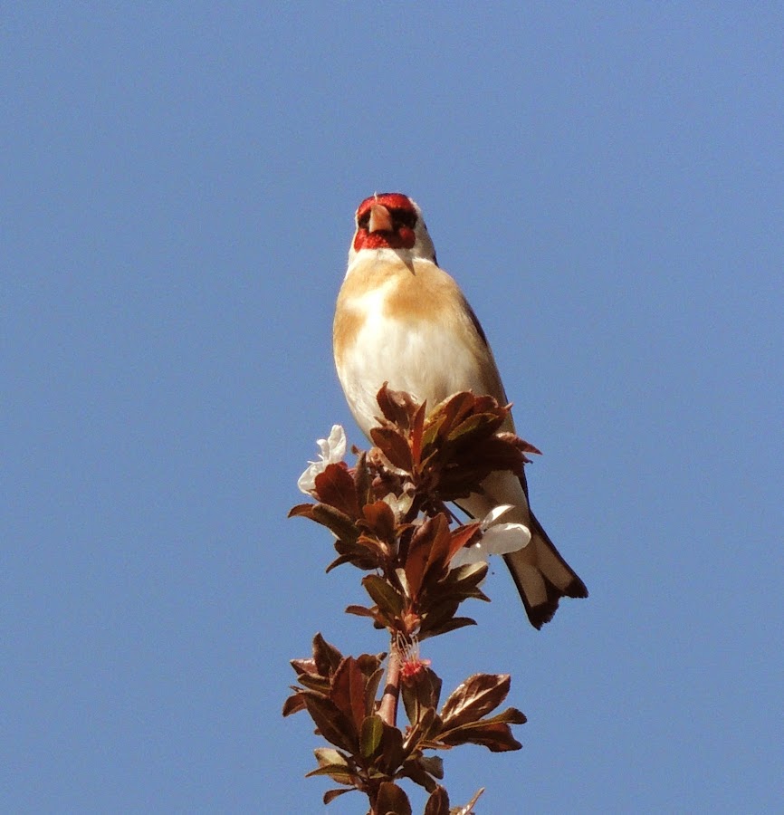 Carduelis carduelis