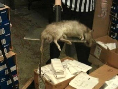 rata enorme cazada en foot locker la tienda de zapatos en new york