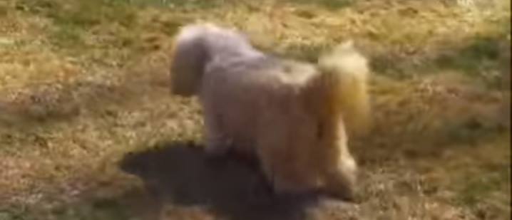 كلب لاسا Lhasa Apso كل ما تحتاج ان تعرفه عن السلالة كلب لاسا Lhasa Apso كل ما تحتاج ان تعرفه عن السلالة