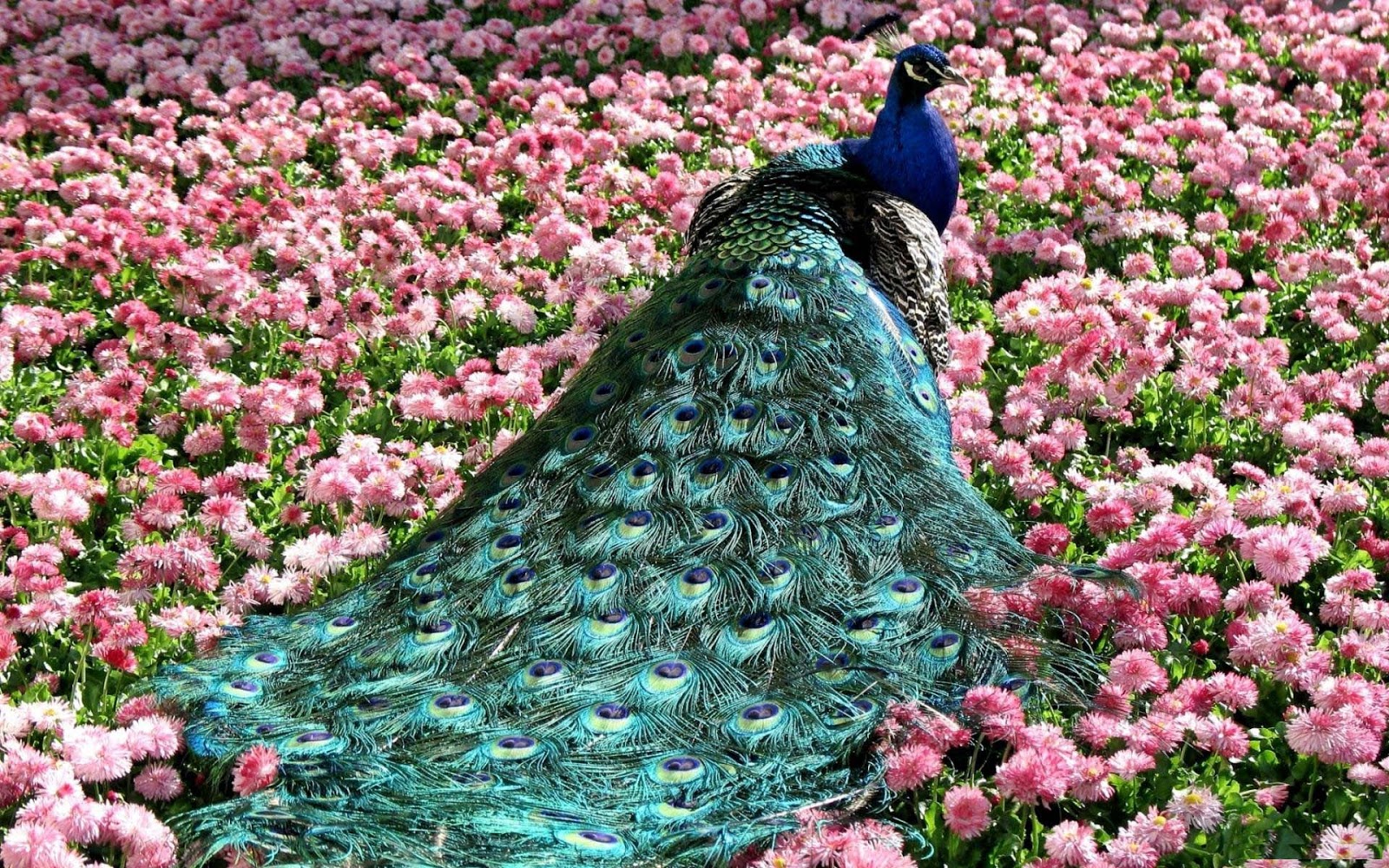 read состояние лесов лесостепи южного зауралья