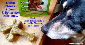 Shhh.. Teutul Thinks Zuke's Z-Bones are Delicious and has no idea they're helping to keep his teeth clean!  #ChewyInfluencer #NationalPetOralHealthCareMonth #DentalTreats ©LapdogCreations