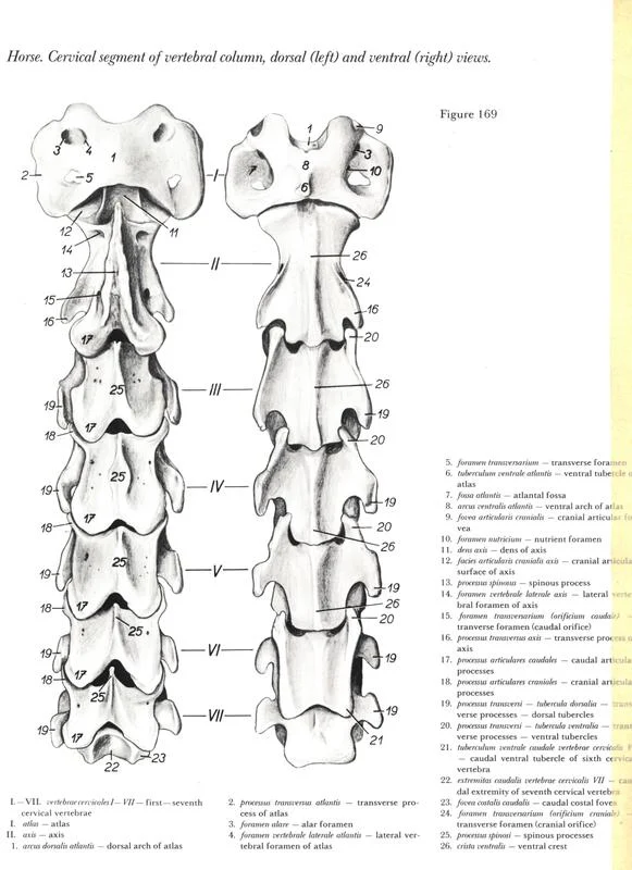 anatomia-cabeca-pescoco-neck-head-horse-cavalo-equino-vertebra
