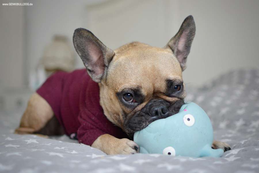 14 French Bulldogs Who Know How To Party Batpig And Me Hund