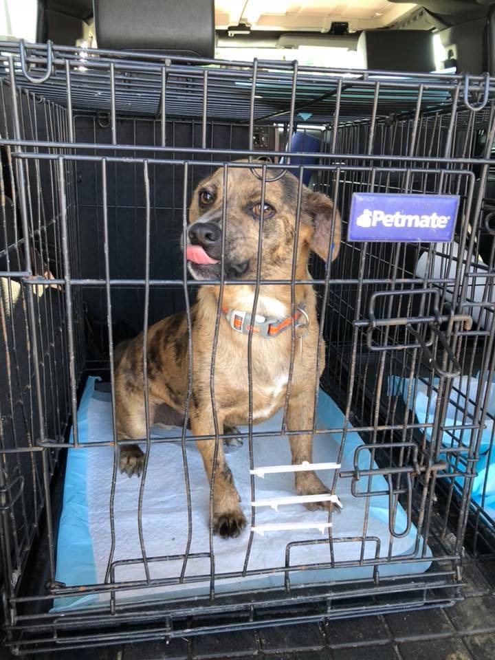 Kentucky Mutts Animal Rescue