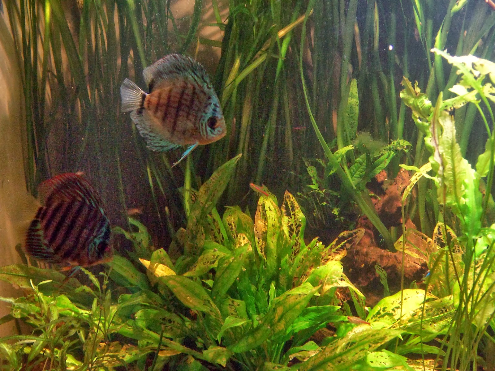 The Fish Tank Berlin Aquarium