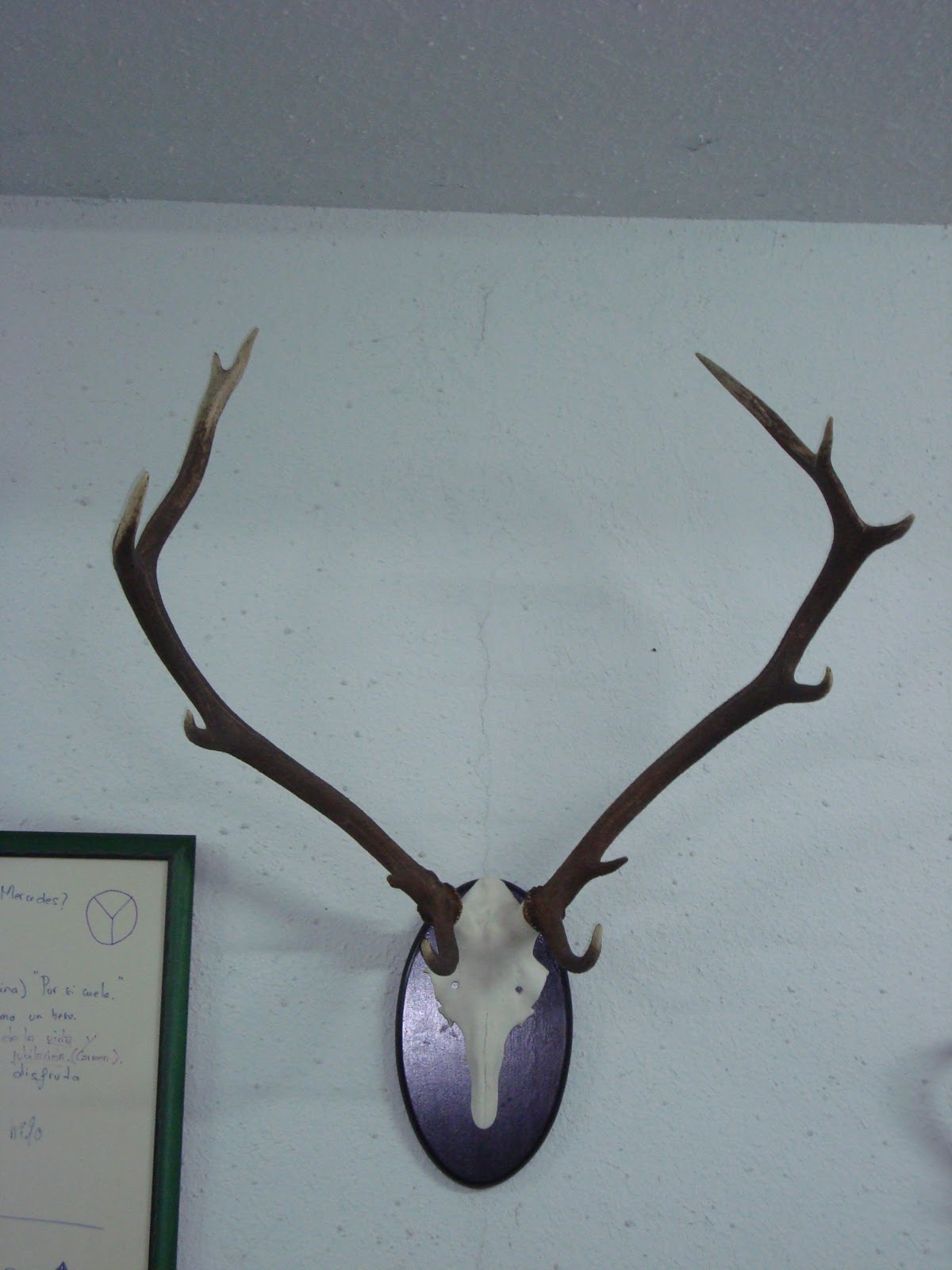 cuero & cuernas cuernas de ciervo