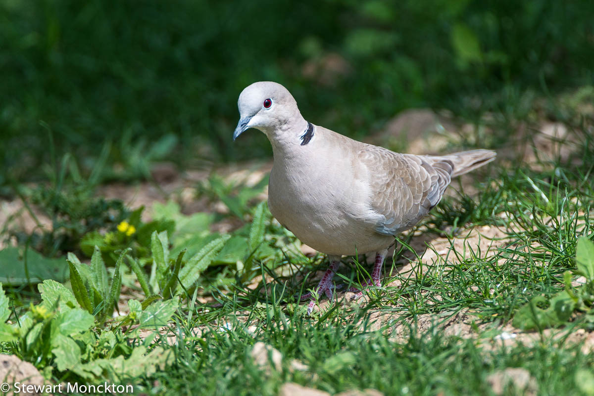 Paying Ready Attention Photo Gallery Wild Bird Wednesday 192
