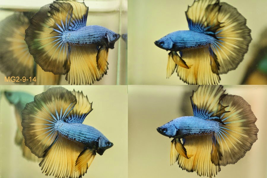 Bettazone Betta of the week ; Mustard gas dragon Hms