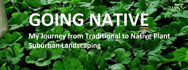 Going Native - My Journey from Traditional to Native Plant Suburban Landscaping