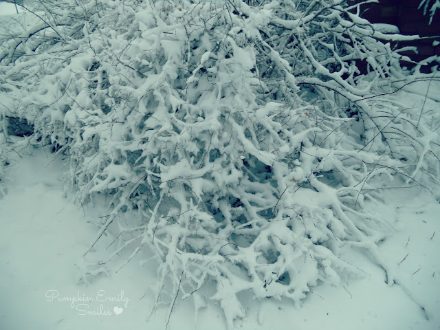 A bush covered in snow