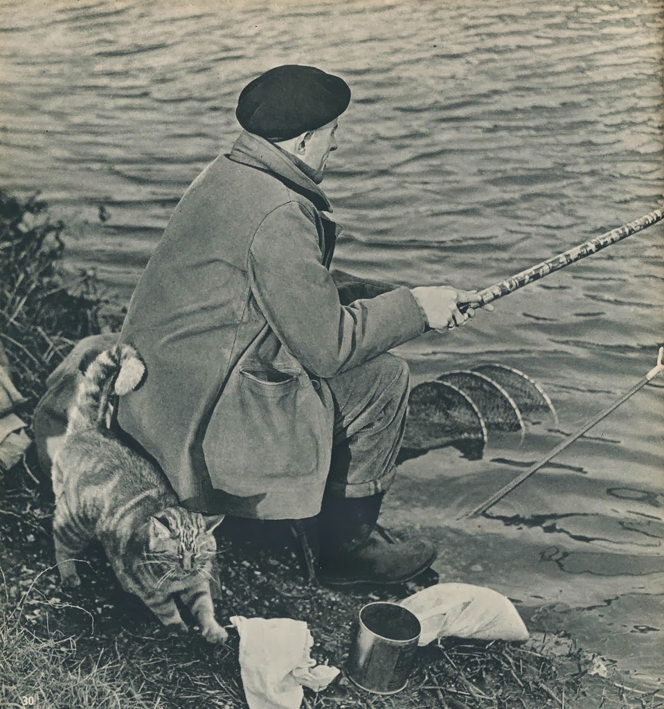 Vintage Photos of Cats From the 1950s Vintage Everyday