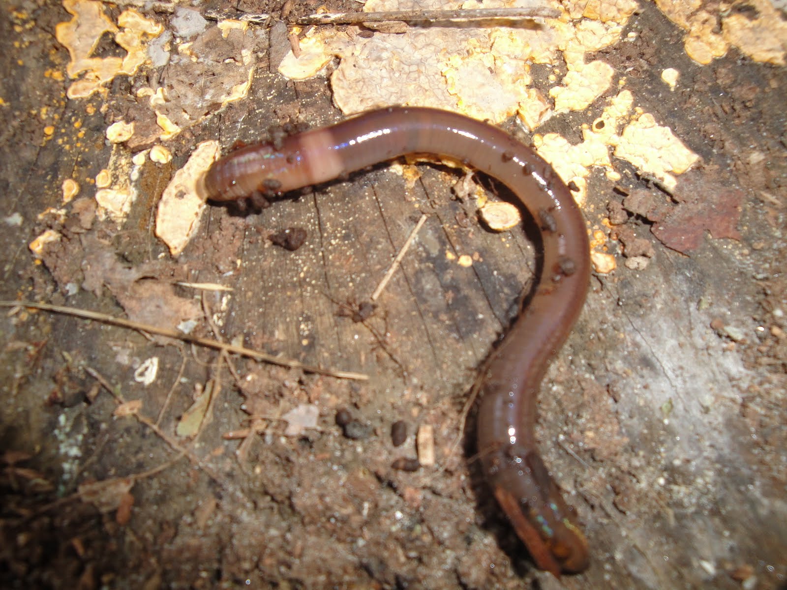 WHS AP Biology 2011: Organisms in Different Animal Phyla