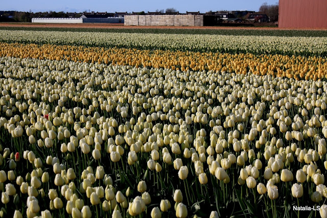 Голландия, Кекенхоф, нарциссы, тюльпаны, цветочные поля, Нидерланды, Болленстреек