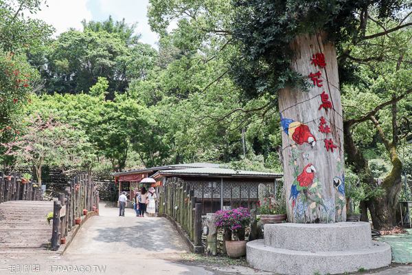 台中新社櫻花鳥森林5千棵蜀葵花、小火車、露營區,平日免費入園 台中新社櫻花鳥森林5千棵蜀葵花、小火車、露營區,平日免費入園