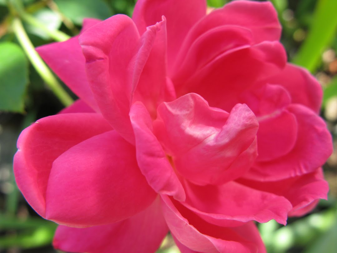 Victoria Gardens September Blooms ‘Knockout’ Roses