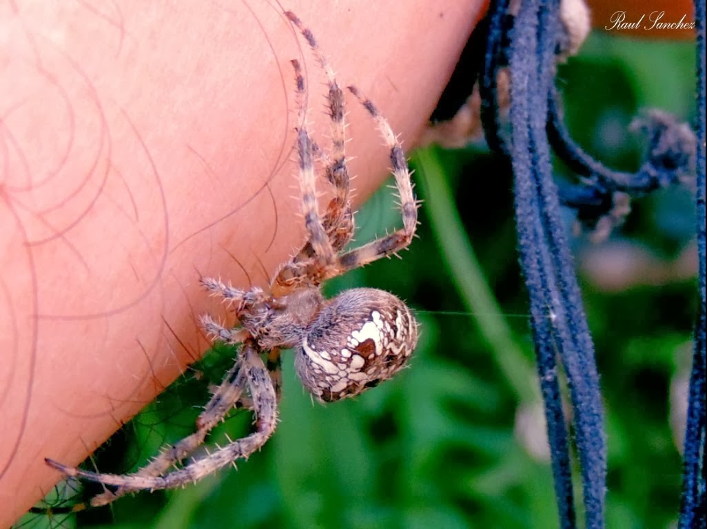 Araña jardin