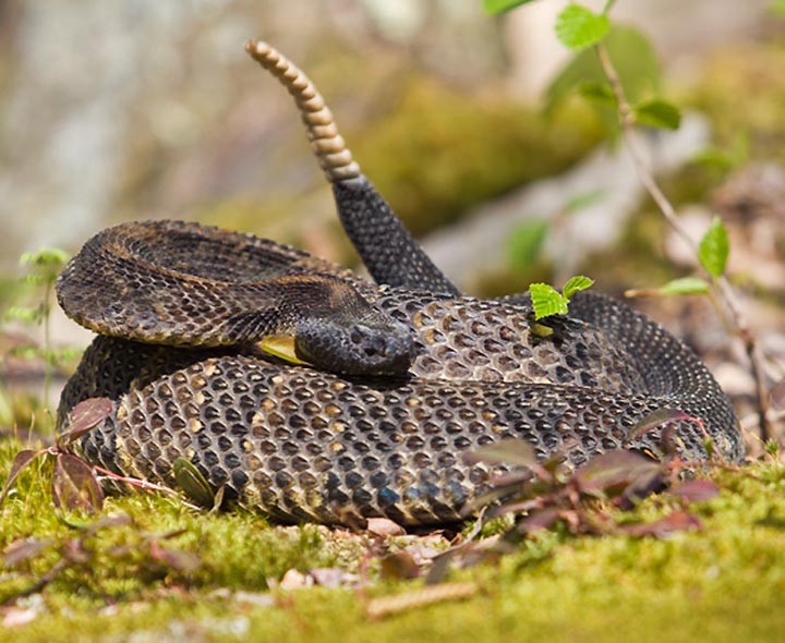 Pennsylvania Wildlife Photographer A Rattlesnake Encounter In