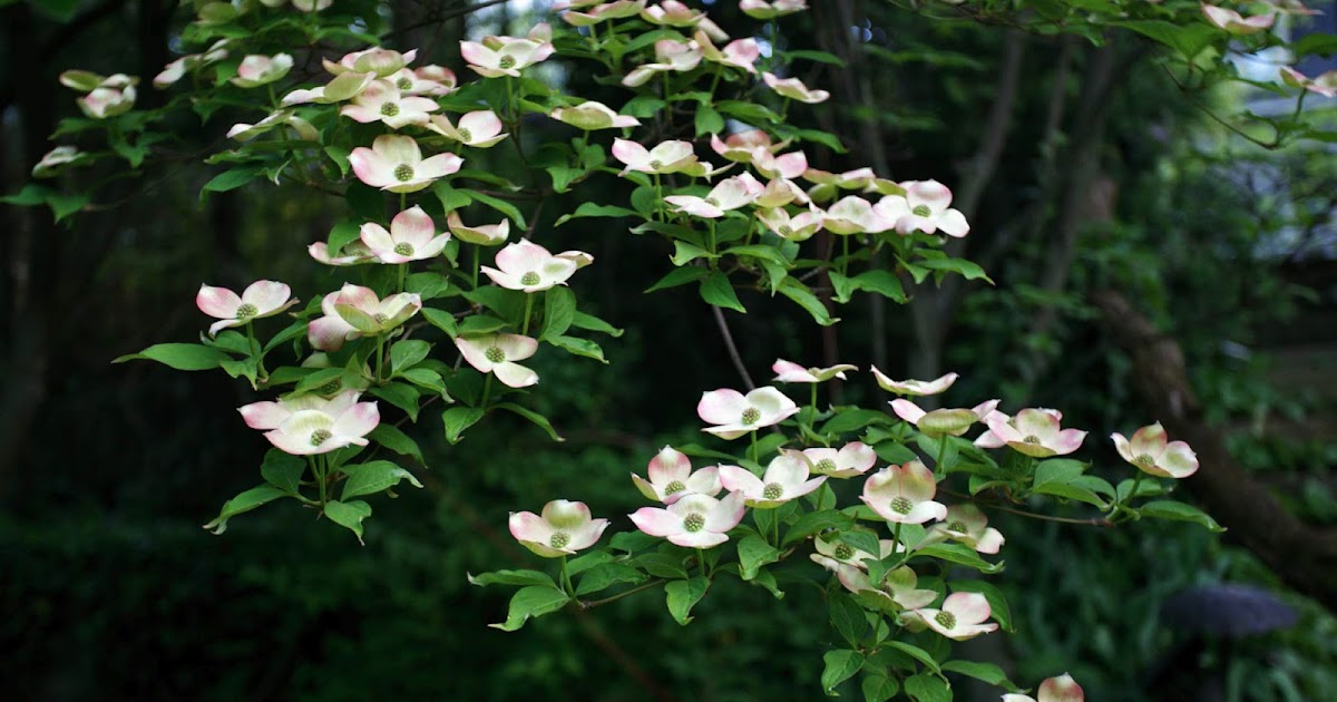 Dogwoods in Bloom
