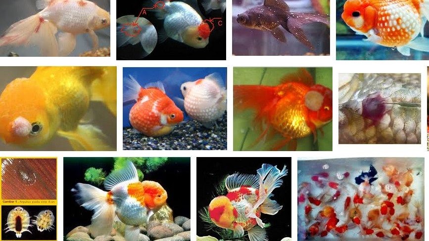 Penyakit Ikan Mas Koki Dan Cara Mengatasinya