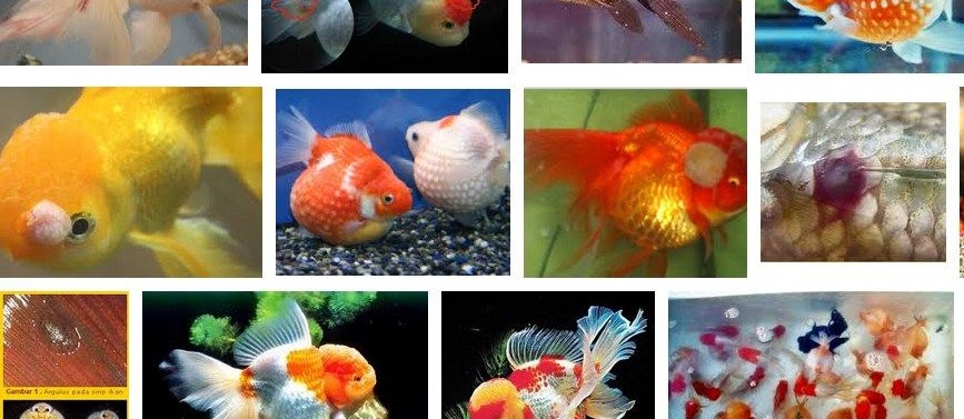 Penyakit Ikan mas Koki dan Cara Mengatasinya