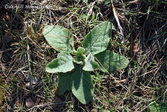 A young woolly mullein plant in the spring. Small plants can usually be transplanted successfully.