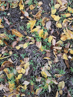 FLOORS / Pisos 6 Calçadas, Castelo de Vide, Portugal