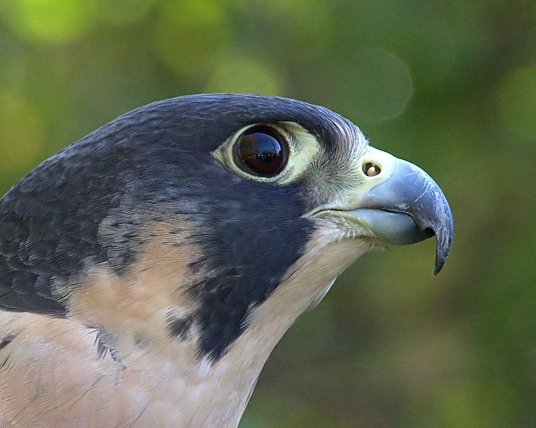 BARRY the BIRDER Four Peregrine Falcons in backyard