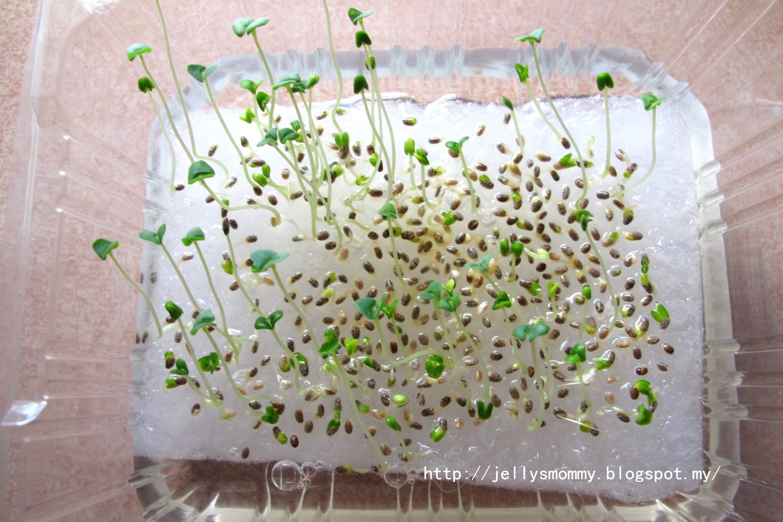 A little bit of Everything Planting chia seed on sponge