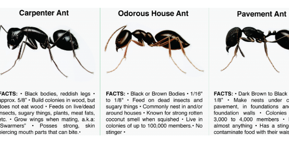 Natural Ways To Get Rid Of Ants In My House Natural Ways To Get Rid Of Ants In My House