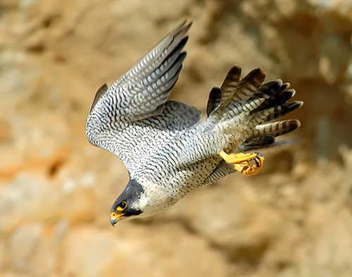 Burung Paling Pantas Di Udara Myrokan
