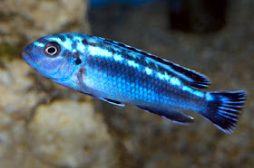 Ikan Electric Blue (Sciaenochromis Fryeri)