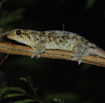 Scientists find Madagascar chameleon last seen 100 years ago species  Madagascar Scientists camouflage researchers
