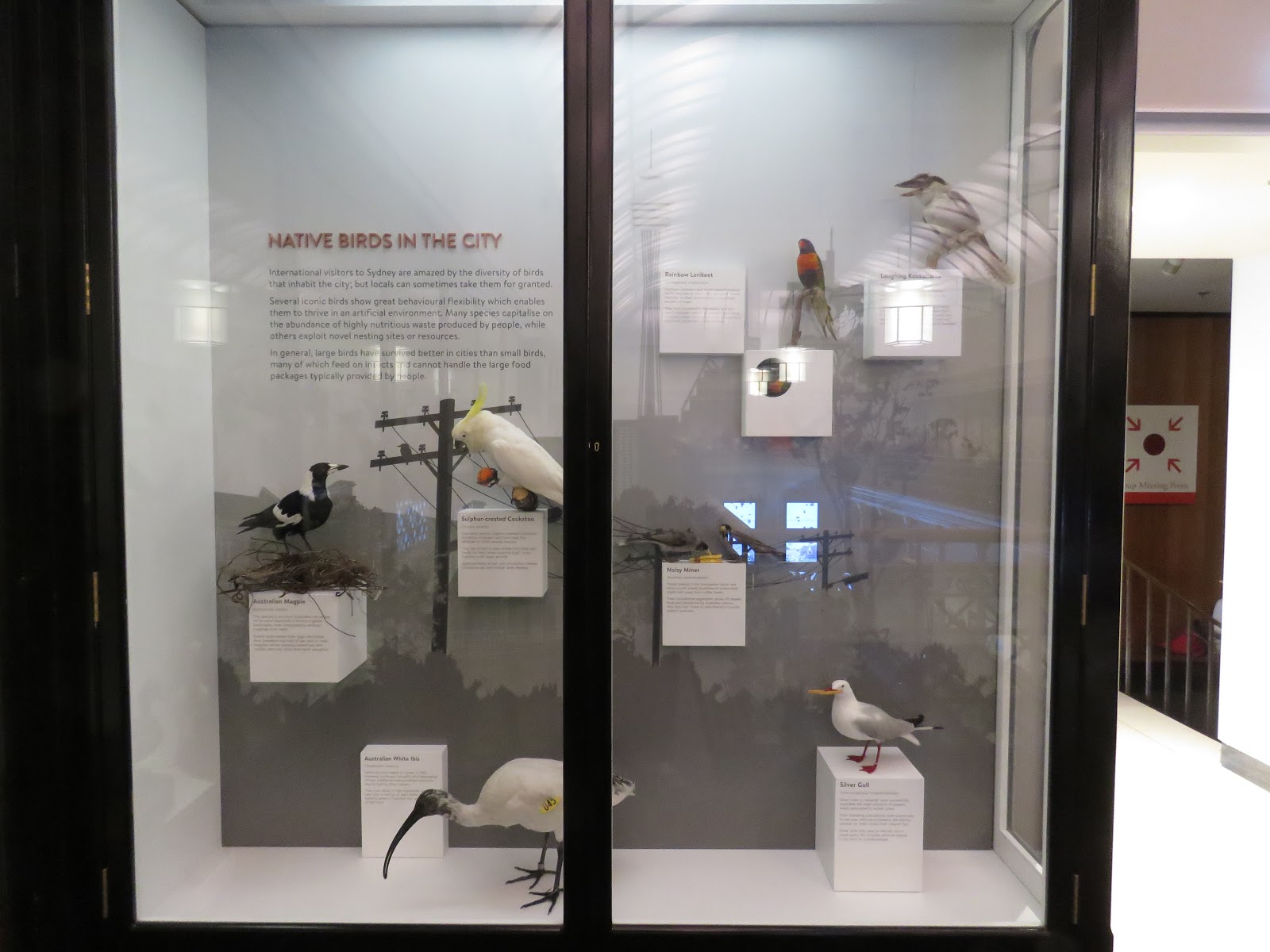 Bird & Travel Photos, Birding Sites, Bird Information BIRD EXHIBIT AT