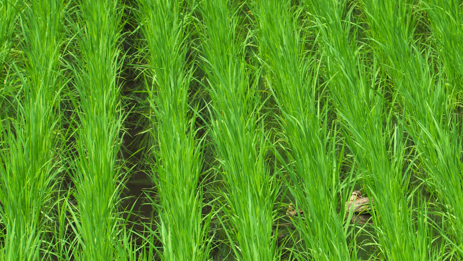 DomainFactory 确认了此次黑客攻击,并最终于 7 月 3 日通知了客户。