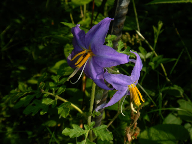 Solanum citrullifolium (Watermelon Nightshade)