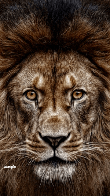 Lion%2BAnimation.gif