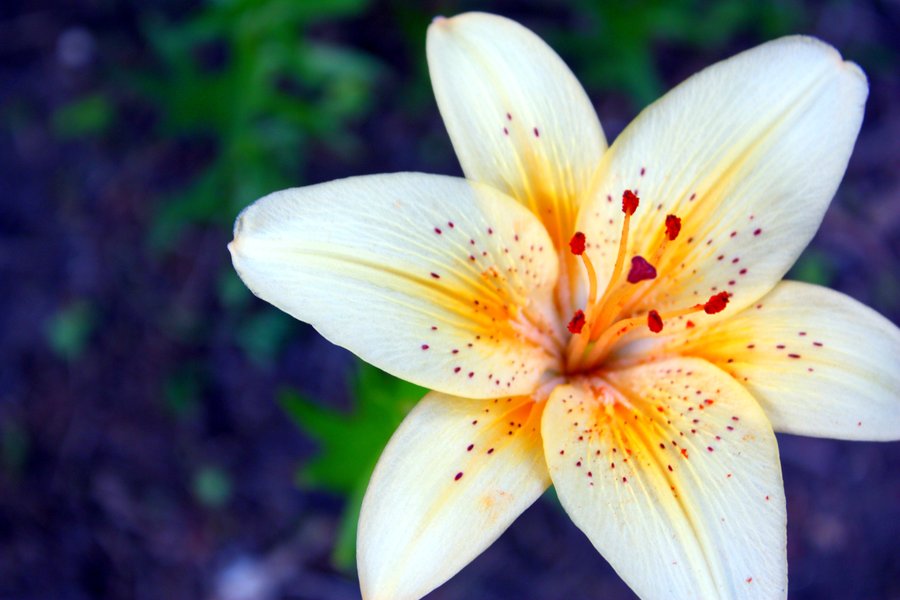 Moons Flower Lily Flower